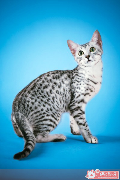 埃及猫