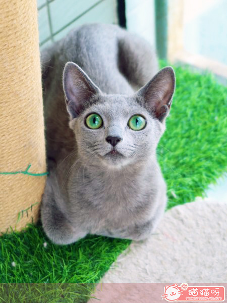 俄罗斯蓝猫