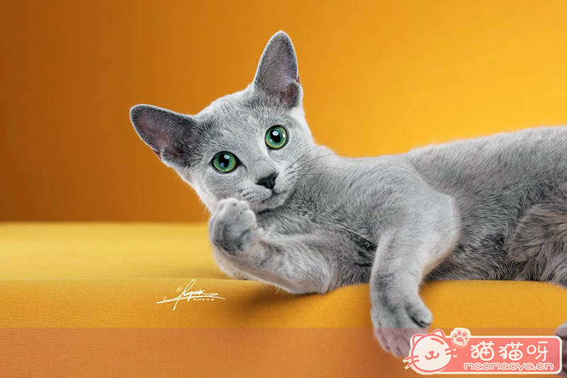 俄罗斯蓝猫