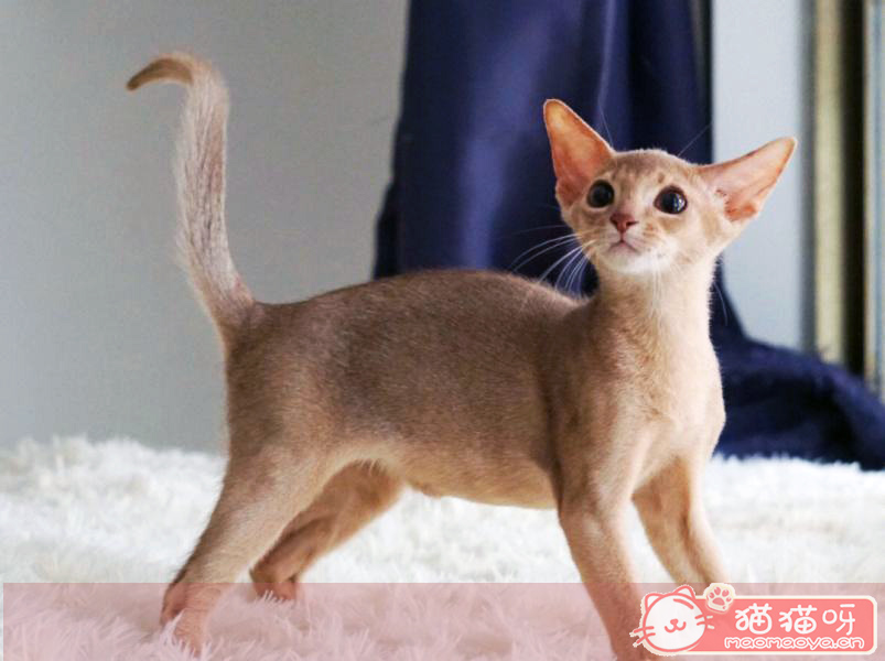 阿比西尼亚猫