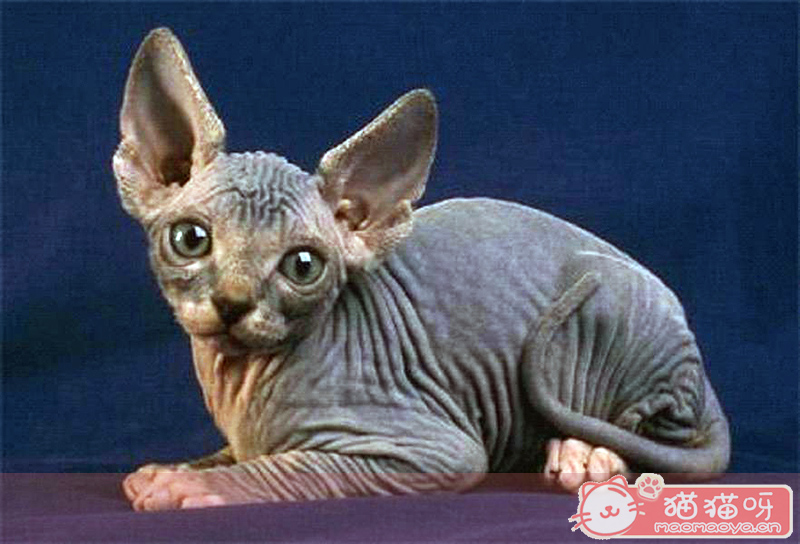加拿大无毛猫