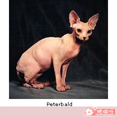 彼得秃猫中文学名