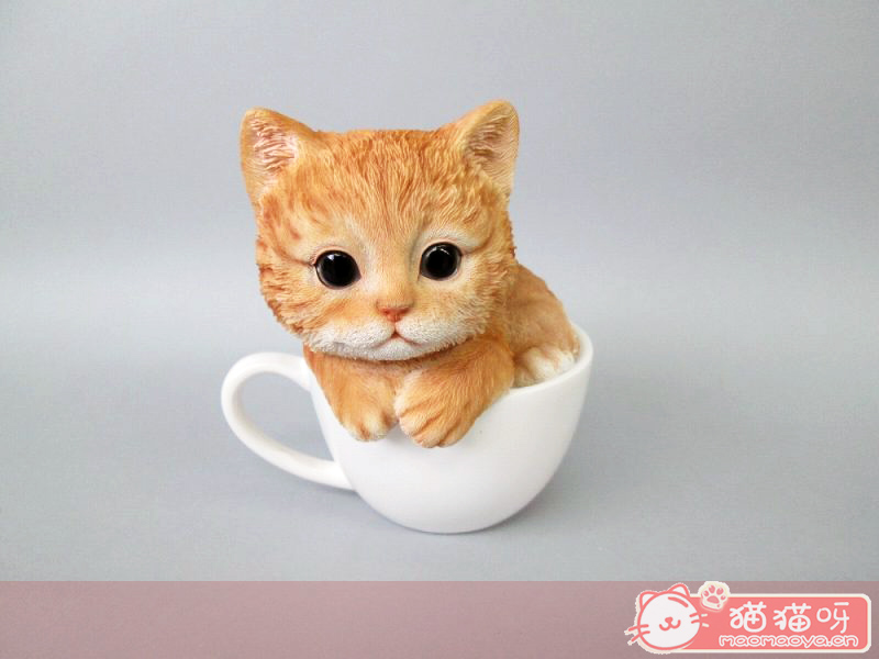 茶杯猫