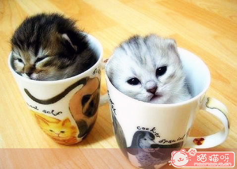 茶杯猫中文名
