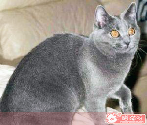 传教士蓝猫