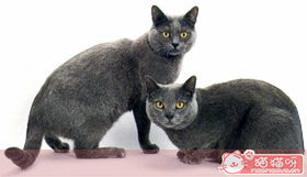 传教士蓝猫
