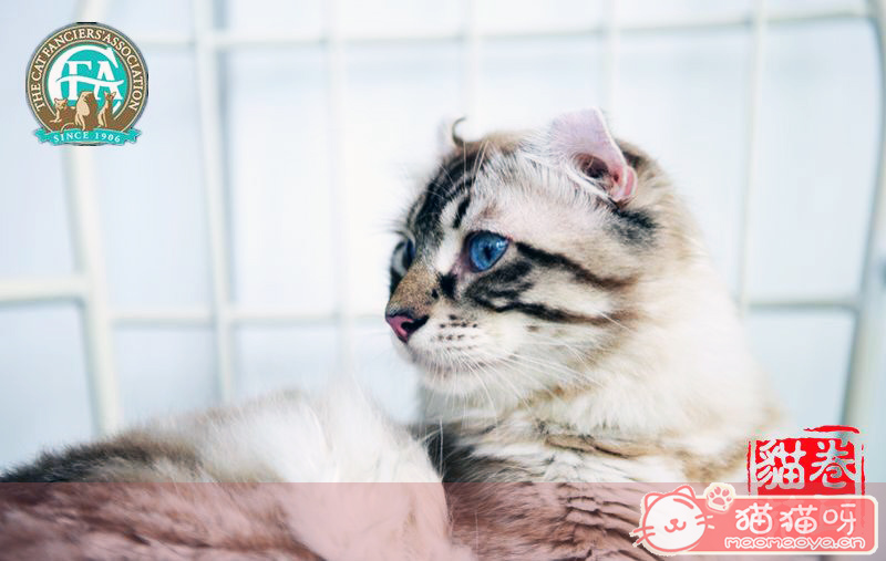美国卷耳猫