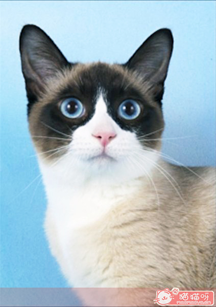 tica2012-2013��ȣ���è���һ