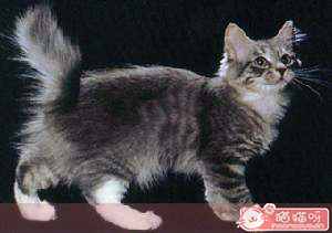 美国短尾猫