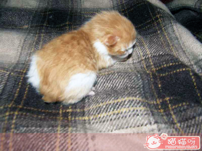 尾猫