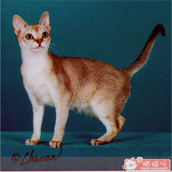 新加坡猫