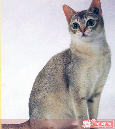 新加坡猫