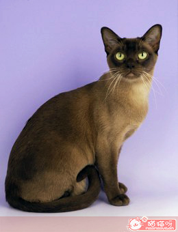 缅甸猫