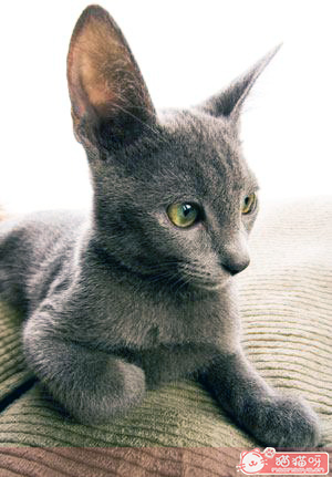 欧洲缅甸猫