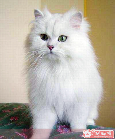 英国长毛猫