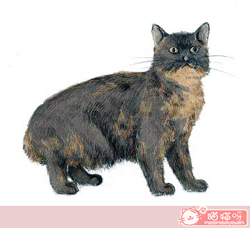 威尔斯猫