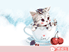 茶杯猫