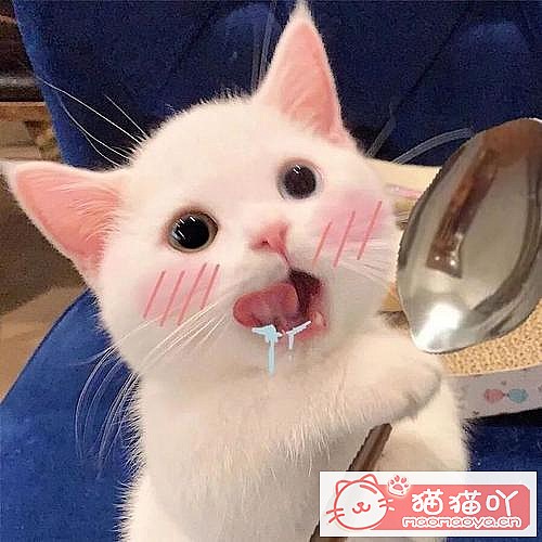 《猫咪取名大法》原文配图2