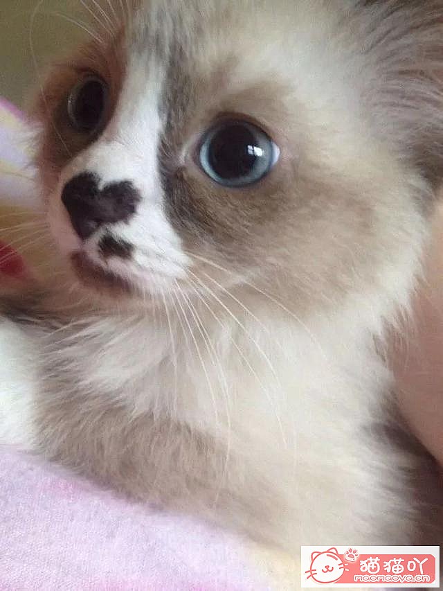 《养猫的七条禁忌》原文配图8