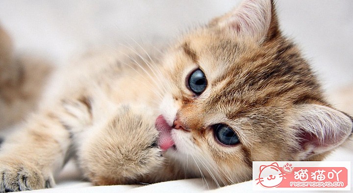 《猫拉屎很臭是什么原因?》原文配图2