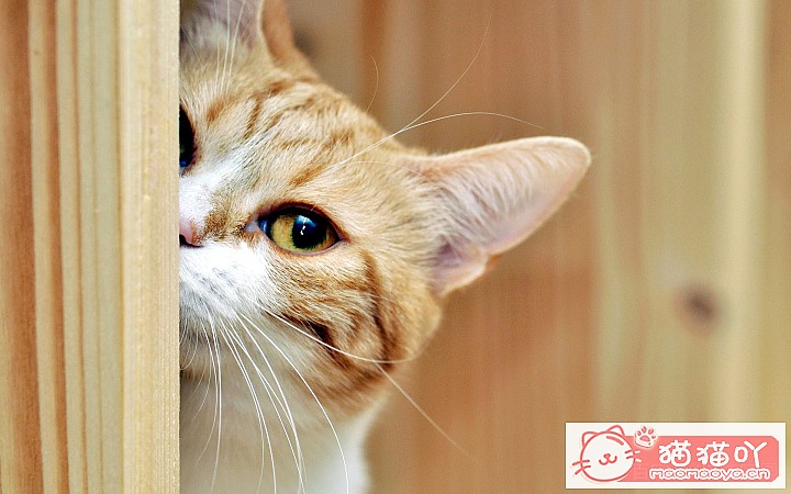 《猫拉屎很臭是什么原因?》原文配图4