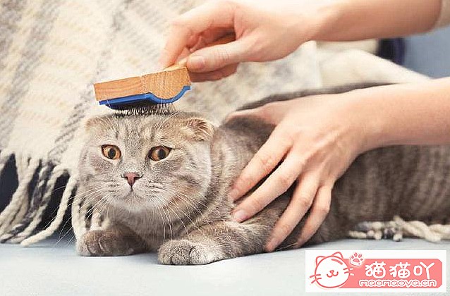 《让猫咪毛发变漂亮有光泽的办法》原文配图1