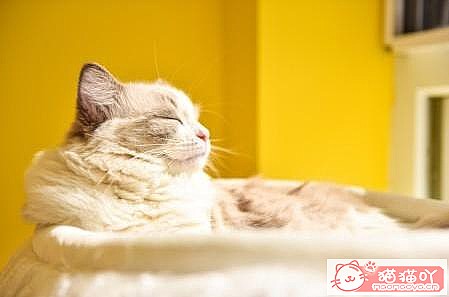 《让猫咪毛发变漂亮有光泽的办法》原文配图2