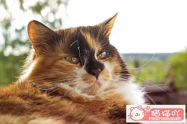 《猫咪腹泻,可能是这4种原因》原文配图2