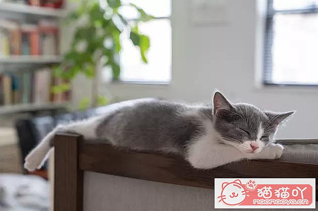 《猫咪腹泻,可能是这4种原因》原文配图3