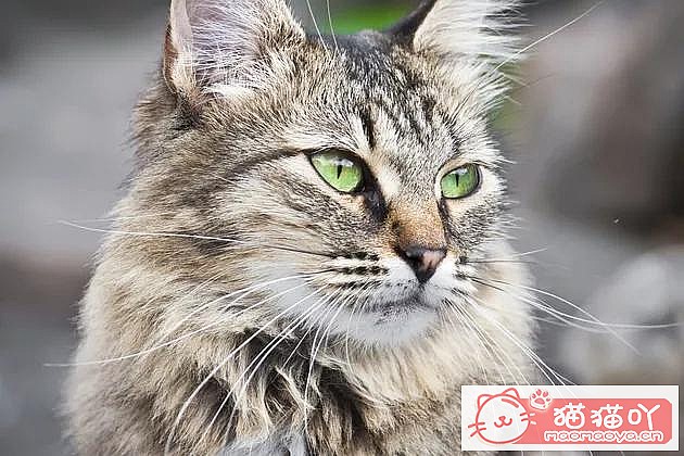 《猫咪腹泻,可能是这4种原因》原文配图1