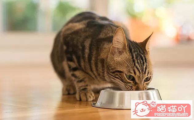 《猫咪腹泻,可能是这4种原因》原文配图4