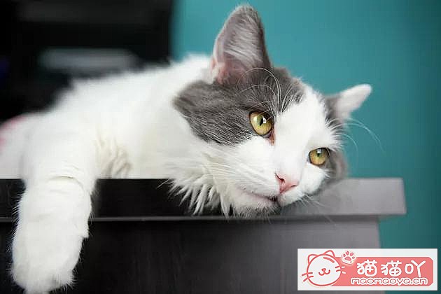 《猫咪呕吐到底是什么原因?》原文配图1