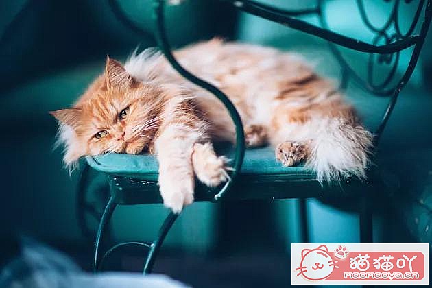 《猫咪呕吐到底是什么原因?》原文配图2