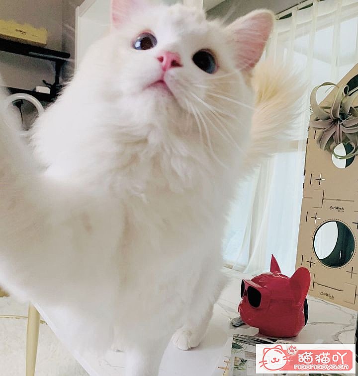 《迎接一只萌猫到家的全方面准备》原文配图1