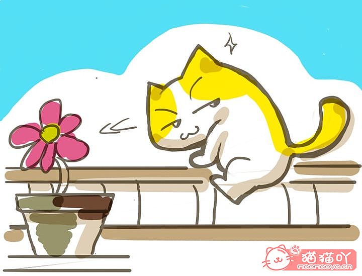 《迎接一只萌猫到家的全方面准备》原文配图4