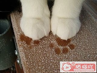 《迎接一只萌猫到家的全方面准备》原文配图6