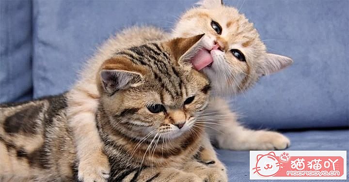 《迎接一只萌猫到家的全方面准备》原文配图11