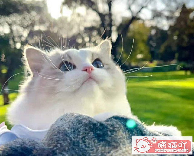 《公认“最温顺粘人”的3种猫!》原文配图1