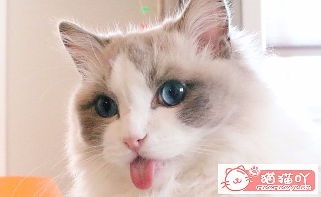 《公认“最温顺粘人”的3种猫!》原文配图2