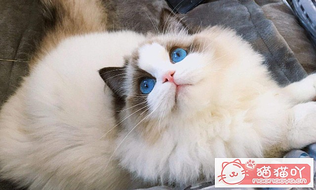 《公认“最温顺粘人”的3种猫!》原文配图3