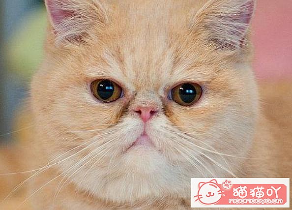 《公认“最温顺粘人”的3种猫!》原文配图9