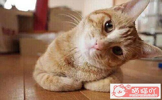 《容易掉毛的5种猫》原文配图1