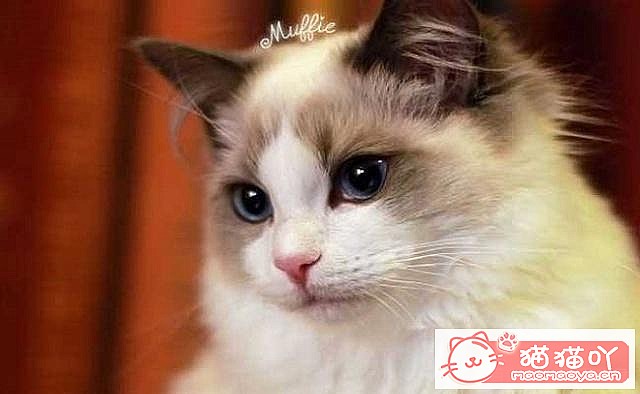 《容易掉毛的5种猫》原文配图3