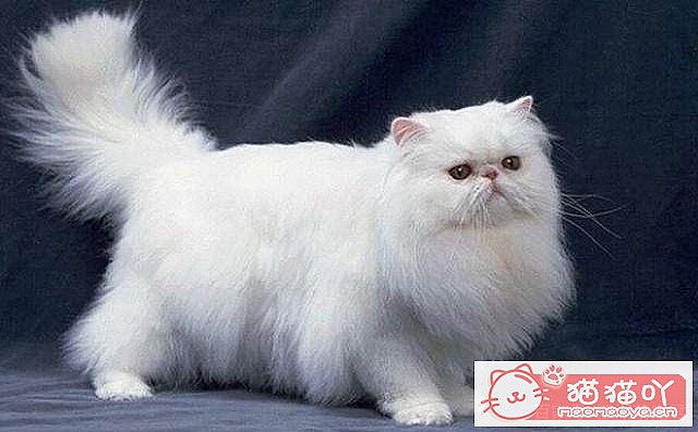 《容易掉毛的5种猫》原文配图6