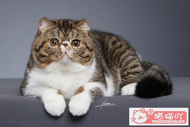 《掉毛很“厉害”的7种猫》原文配图2