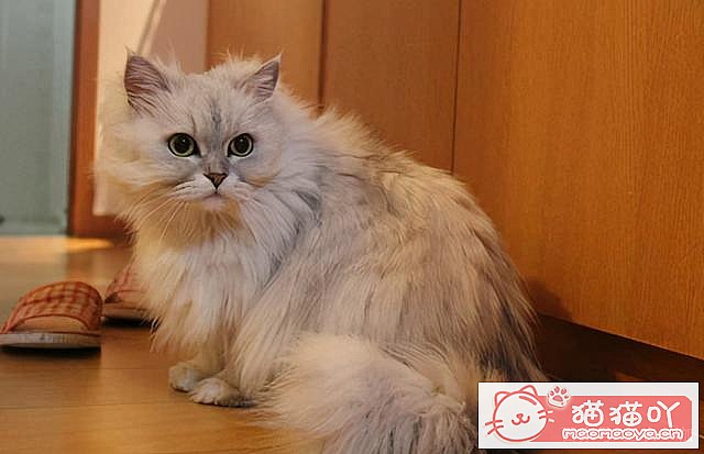 《掉毛很“厉害”的7种猫》原文配图3