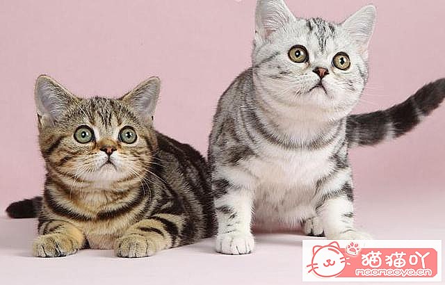 《掉毛很“厉害”的7种猫》原文配图8