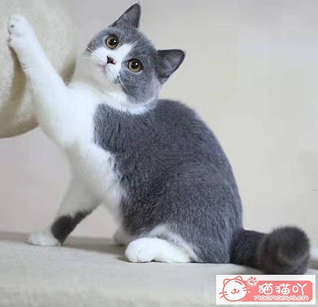 《世界上最贵的十种猫咪排名》原文配图1