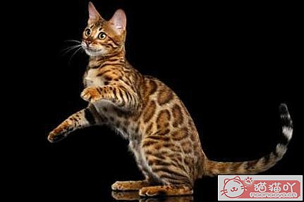 《世界上最贵的十种猫咪排名》原文配图8