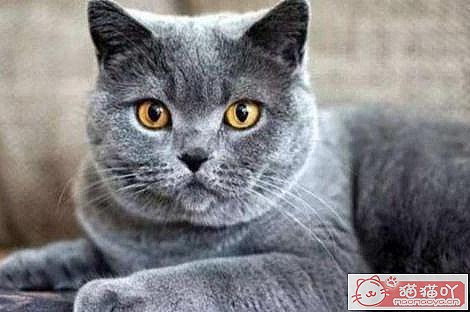 《世界上最贵的十种猫咪排名》原文配图2